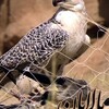 بالابان  